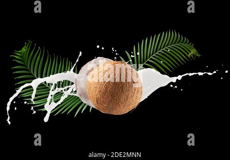 coconuts with milk splash and palm leaves on a black background. Stock Photo