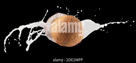 coconuts with milk splash on a black background. Stock Photo