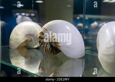 large spiral shells on shelf. sea shells exhibition Stock Photo