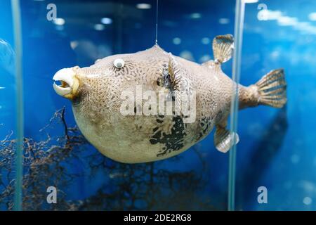 porcupine fish, on a blue background. exhibition of marine animals Stock Photo