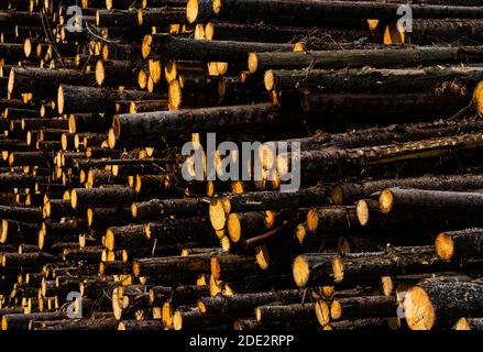 Timber logs from pine tree stacked and waiting for the saw. . High quality photo Stock Photo