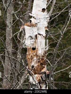 Birch Tree stock photos. Birch Tree with Pileated Woodpecker Hole Stock Photos, Images, Pictures with a forest background. Holes In The Trunk of Birch Stock Photo