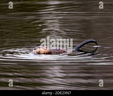Muskrat in the water displaying its brown fur and tail in its environment and habitat. Image. Picture. Portrait. Stock Photo