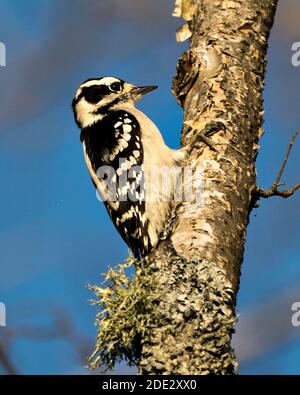 Woodpecker close up profile view on a yellow birch tree trunk with a blue sky blur background in its environment and habitat displaying feathers. Stock Photo