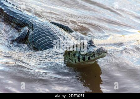 A Spectacled caiman or common caiman is a common sight along the banks ...