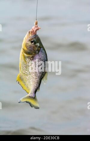 A Yellow belly Piranha is caught hanging onto a piece of fresh beef