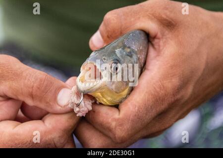 Piranha Hooked Hanging By Hook In Fishing Line. Stock Photo