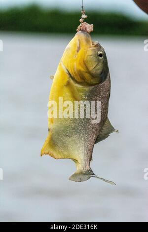 A Yellow belly Piranha is caught hanging onto a piece of fresh beef used as bait on a piece of wire attached to a short cane used as a fishing rod by Stock Photo