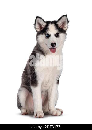 Adorable Yakutian Laika dog pup, odd eyed and cute black masked. Sitting up facing front. Looking beside camera. Isolated on white background. Stock Photo