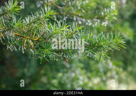 Close up Taxus baccata also known as yew – evergreen tree branch with water drops on leaves after rain Stock Photo