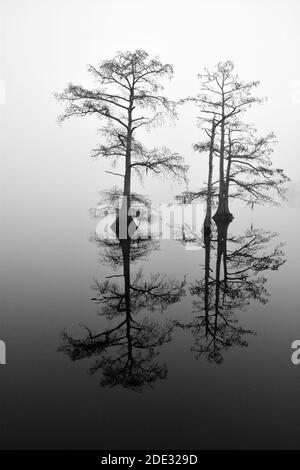 Cypress trees reflect in a calm Perquimans River and silhouetted against a morning fog in Hertford, North Carolina Stock Photo