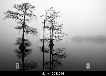 Cypress trees reflect in a calm Perquimans River and silhouetted against a morning fog in Hertford, North Carolina Stock Photo