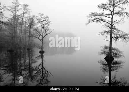 Cypress trees reflect in a calm Perquimans River and silhouetted against a morning fog in Hertford, North Carolina Stock Photo