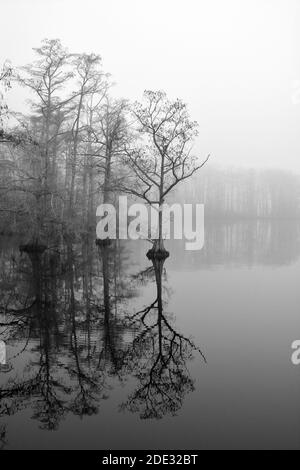 Cypress trees reflect in a calm Perquimans River and silhouetted against a morning fog in Hertford, North Carolina Stock Photo