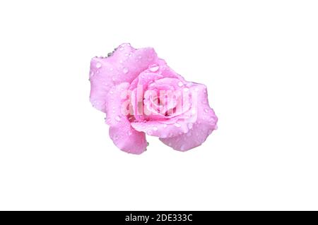 purple rose blooming on white background Stock Photo