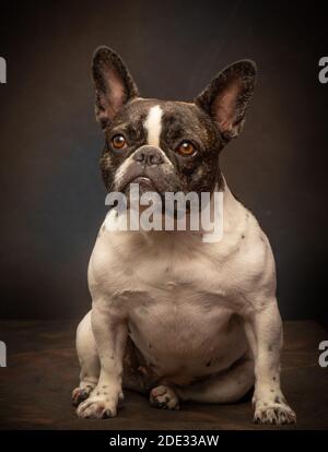 Studio portraits of a young French Bulldog Stock Photo