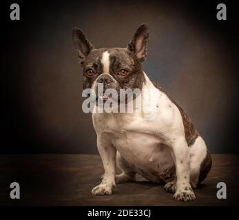Studio portraits of a young French Bulldog Stock Photo