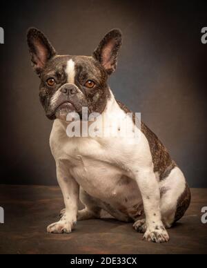 Studio portraits of a young French Bulldog Stock Photo