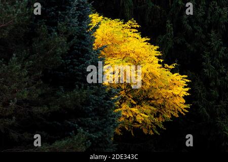 Butternut Tree in autumn surrounded by conifers in Pennsylvabia’s Pocono Mountains Stock Photo