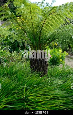 Dicksonia Antartica,Tree Fern,hakonechloa macra,japanese forest grass,patio,shaded,shady,shade,area,fernery,tree ferns,feature,planting scheme,garden, Stock Photo