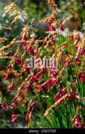 dierama igneum, pink, coral, flowers, perennials, arching,arch, arched ...