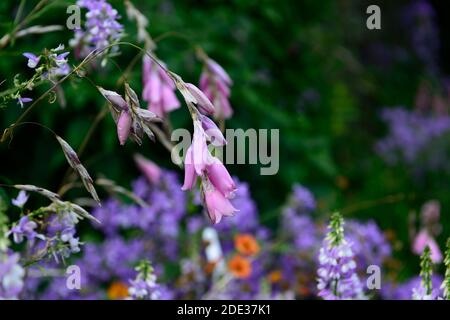 dierama pulcherrimum,pink purple flowers,flower,perennials,arching