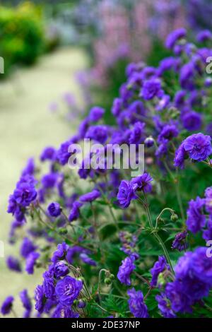 Geranium himalayense plenum,Geranium himalayense Birch's Double,double gernaium flowers,violet double ruffled flowers,violet,blue,purple,flowering, Stock Photo