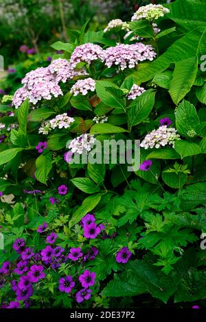 Geranium Anne Thomson,Geranium procurrens x Geranium psilostemon,Hydrangea macrophylla Ayesha,compact mophead hydrangea,lilac-pink magenta flowers,flo Stock Photo