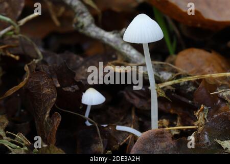 Fungi Stock Photo