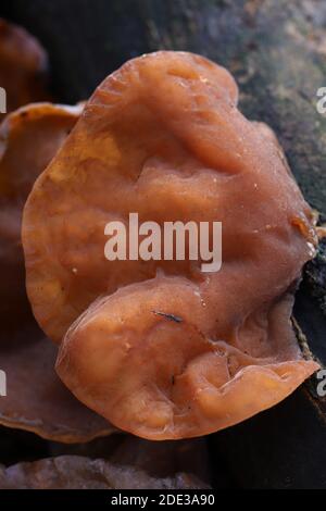 Jelly ear fungus Stock Photo