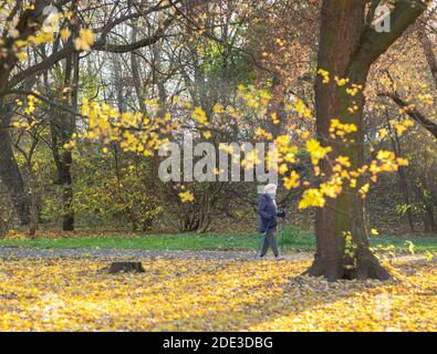 Active senior woman in face mask doing nordic walk exercise in the park in autumn warm day Stock Photo