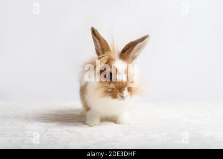 Adorable little red rabbit on a white background. Stock Photo
