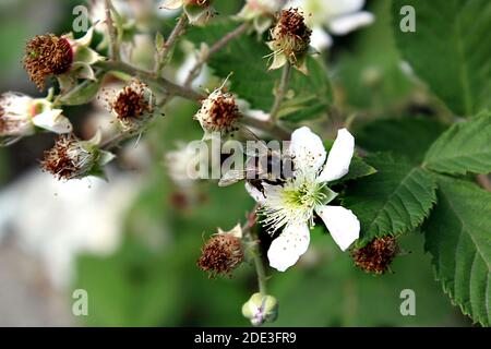 Bee on a white blackberry flower Stock Photo
