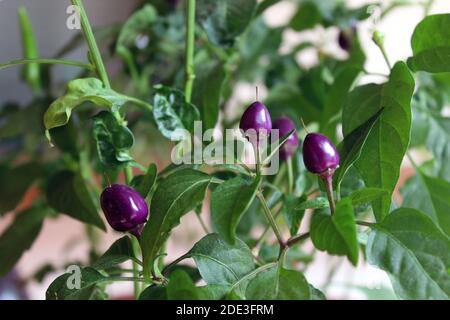 Small purple hot chili peppers close-up. Capsicum frutescens. Growing plant detail. Garden bed, greenhouse. Conical chillies, green leaves. Spicy bio Stock Photo