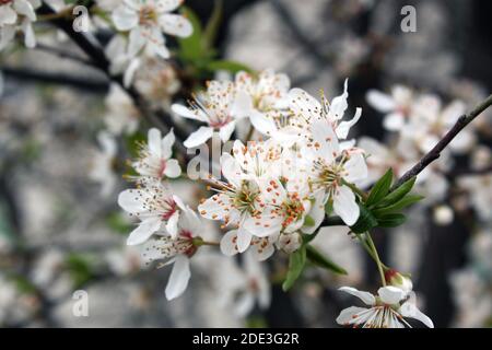 Prunus cerasifera or common names cherry plum and myrobalan plum branch with flowers in spring. Stock Photo