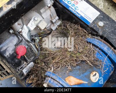 Close up of a robin bird nest with one single light brown cream colour color egg discovered in blue whacker plate machine Stock Photo