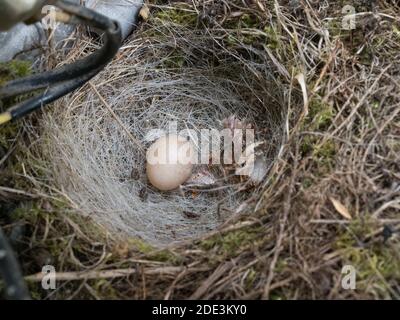 Looking down close up macro detail from top  a robin bird nest with one single light brown cream colour color egg in blue whacker plate machine Stock Photo