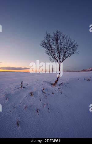 Amazing view of lonely leafless tree on snowy field against sunset sky in winter Stock Photo