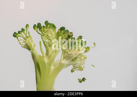 Broccoli slice isolated on white background and pretending to be a tree Stock Photo