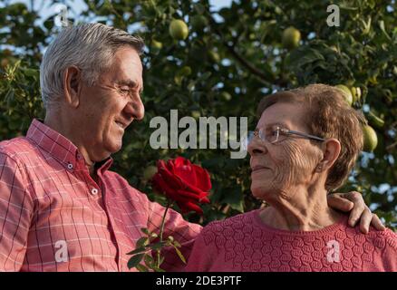 Side view of the loving old man giving red roses to his wife while standing under the fruit tree in the summer garden Stock Photo