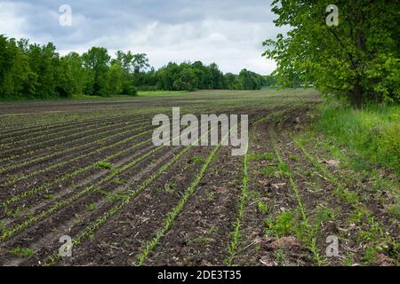 Rows of Corn Growing in Field, Ottawa, Ontario, Canada Stock Photo
