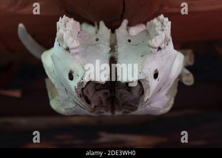 A cow skull adorns the porch of a rustic log cabin near Helena, Montana. Stock Photo
