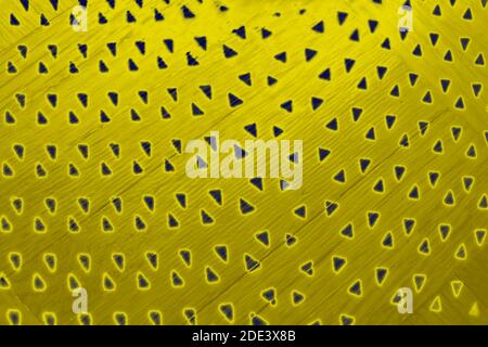 Wooden solar background pattern in gold Stock Photo
