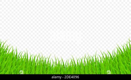 Green Grass Elements on Transparent Background. Vector Illustration Stock Vector