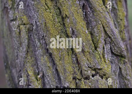 Texture shot of brown tree bark, filling the frame. Tree bark texture Stock Photo