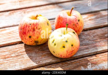 Three ripe apples on the old weathered wooden table Stock Photo