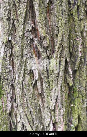 Texture shot of brown tree bark, filling the frame. Tree bark texture Stock Photo