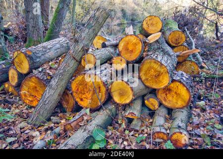 freshly cut wood logs pile in the woodland , England, great Britain Stock Photo