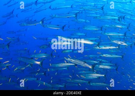 School of Chevron Barracuda (Sphyraena putnamae) in blue water above a tropical coral reef. Stock Photo