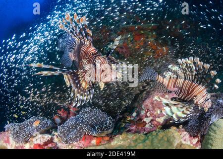 Predatory Lionfish surrounded by tropical fish on a coral reef in Thailand (Richelieu Rock) Stock Photo